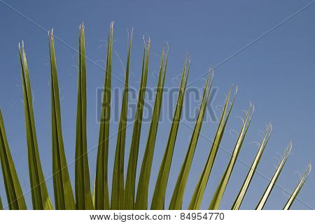 Close-up of palm leaves, Garden of Five Senses, Saidul Ajaib, New Delhi, India