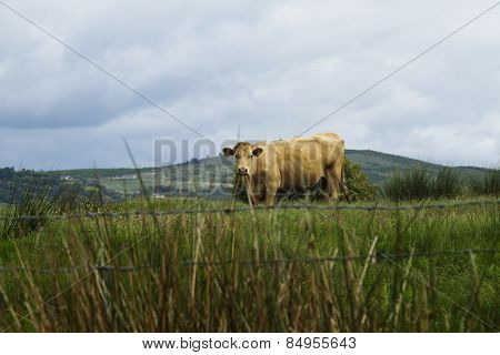 Cow standing on a hill, Killarney National Park, Killarney, County Kerry, Republic of Ireland