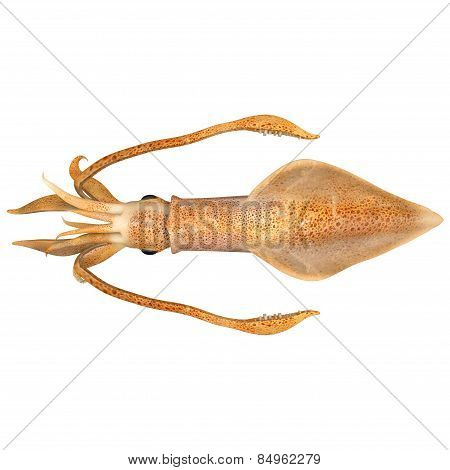 Limulus