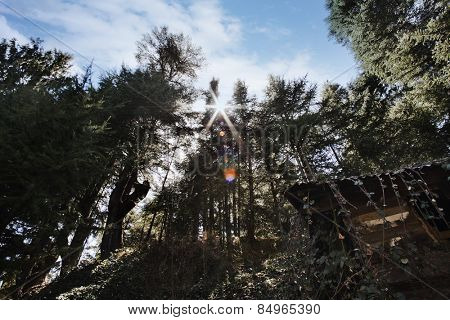 Hut in a forest, Manali, Himachal Pradesh, India
