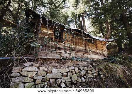 Vines on a hut in a forest, Manali, Himachal Pradesh, India
