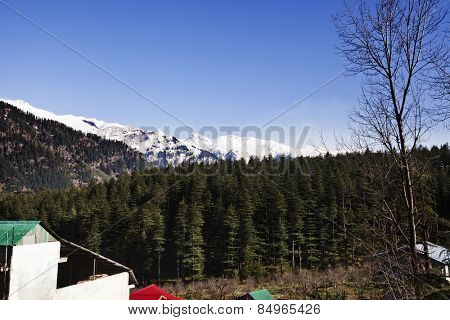 Forest with snow covered mountains in the background, Manali, Himachal Pradesh, India