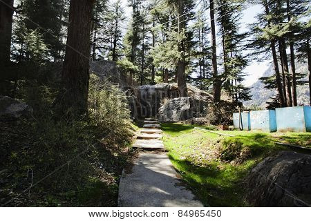 Pathway in a forest, Manali, Himachal Pradesh, India
