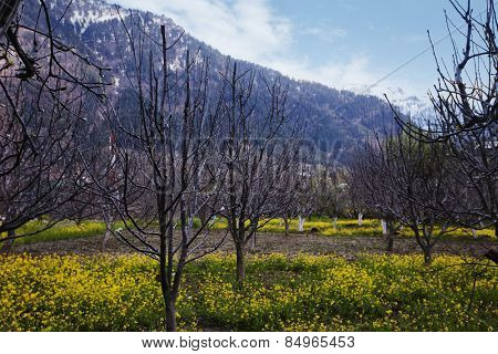 Mustard fields with mountains in the background, Manali, Himachal Pradesh, India