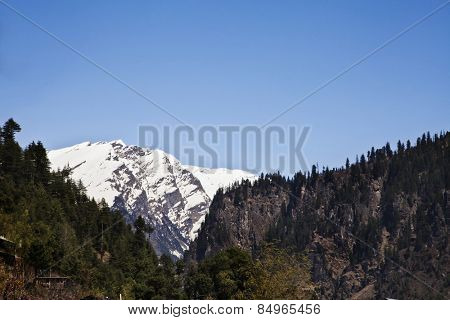 Forest with snow covered mountains in the background, Manali, Himachal Pradesh, India