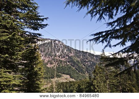 Trees in a forest with mountains in the background, Manali, Himachal Pradesh, India