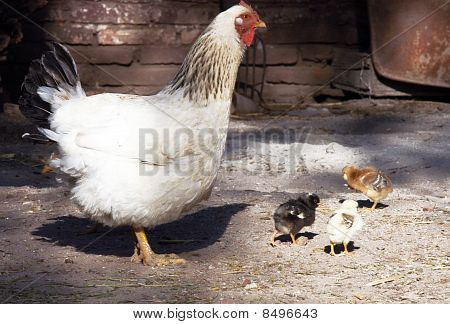 Poule et poulet