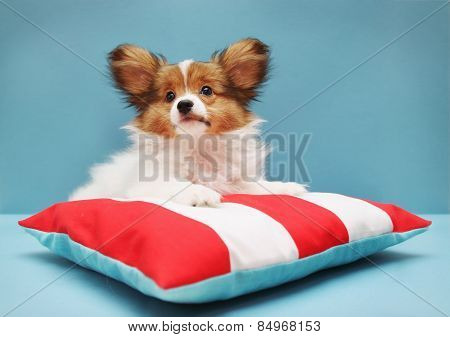 Papillon Lying