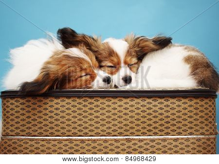 Two Dogs Sleeping