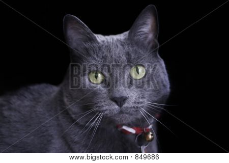 灰色の猫
