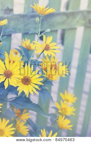 Bush Heliopsis