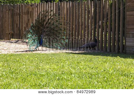 Male Indian peafowl (Pavo cristatus) displaying plumage, Barcelona Zoo, Barcelona, Catalonia, Spain