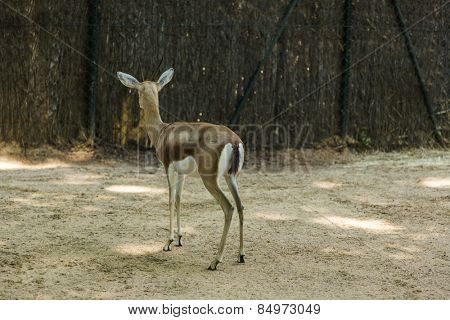 Gazelle in a zoo, Barcelona Zoo, Barcelona, Catalonia, Spain