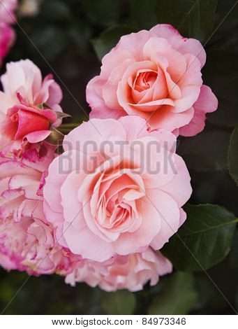 Close-up of rose flowers, Villa Cimbrone, Ravello, Province of Salerno, Campania, Italy