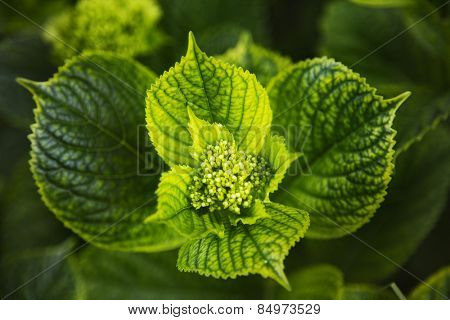 Close-up of leaves, Villa Cimbrone, Ravello, Province of Salerno, Campania, Italy