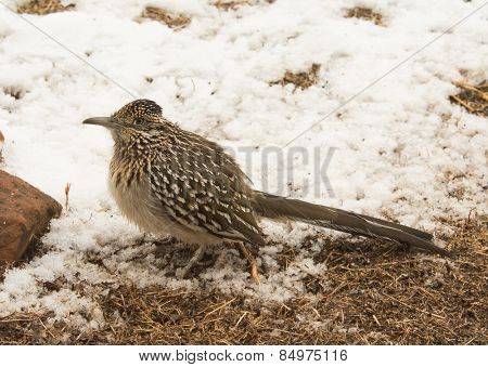 Greater roadrunner waiting for prey on the edge of a snowy patch