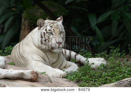 Weißer Tiger