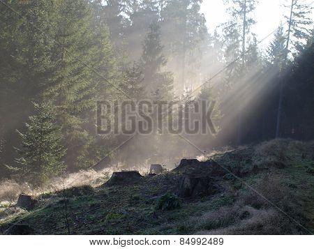 View Of The Forest Landscape