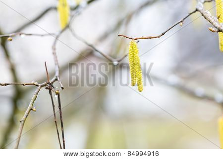 Hazelnuts Flowers On Branch