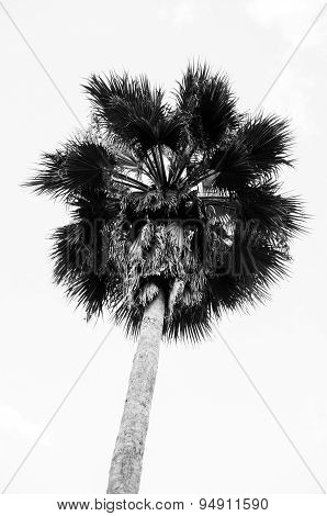 Black And White image of Sugar Palm Tree