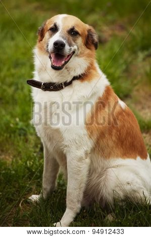 Large Red Dog With A Collar