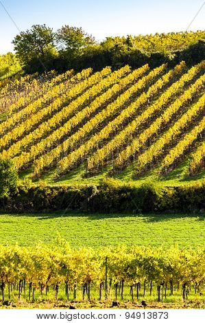 autumnal vineyards near Falkenstein, Lower Austria, Austria