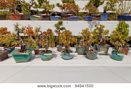 Exhibition Of Bonsai Trees In Takamatsu Castle, Japan