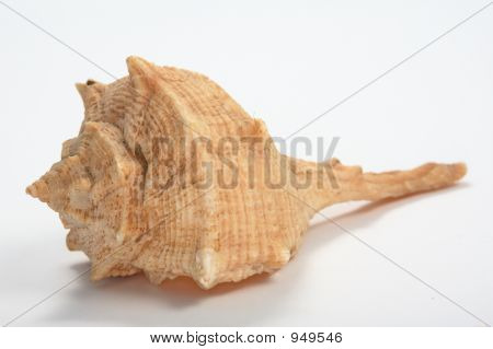 Obří Shell z vod Tichého oceánu