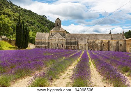 Abbey Of Senanque And Blooming Rows Lavender Flowers