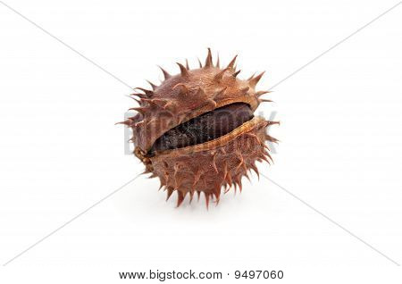 Conker