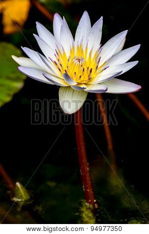 Tropical White Water Lily Flower