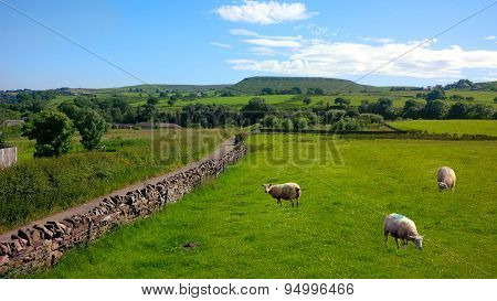 Sheep in Haslingden Grange, England UK