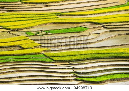 Rice fields on terraced in rainny seasont at TU LE Village, Yen Bai, Vietnam.