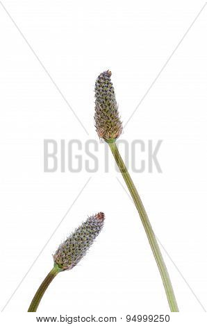Ribwort Blooms