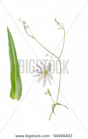 Stellaria Graminea