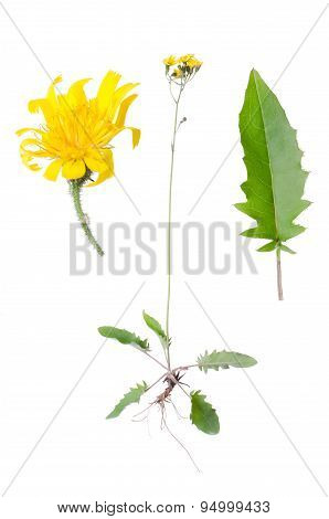 Hawksbeard
