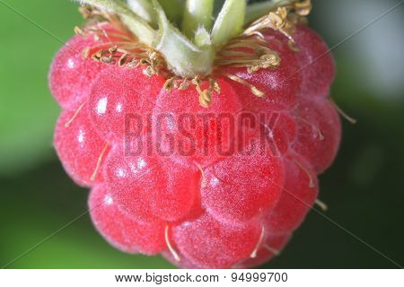 Close-up  Raspberry