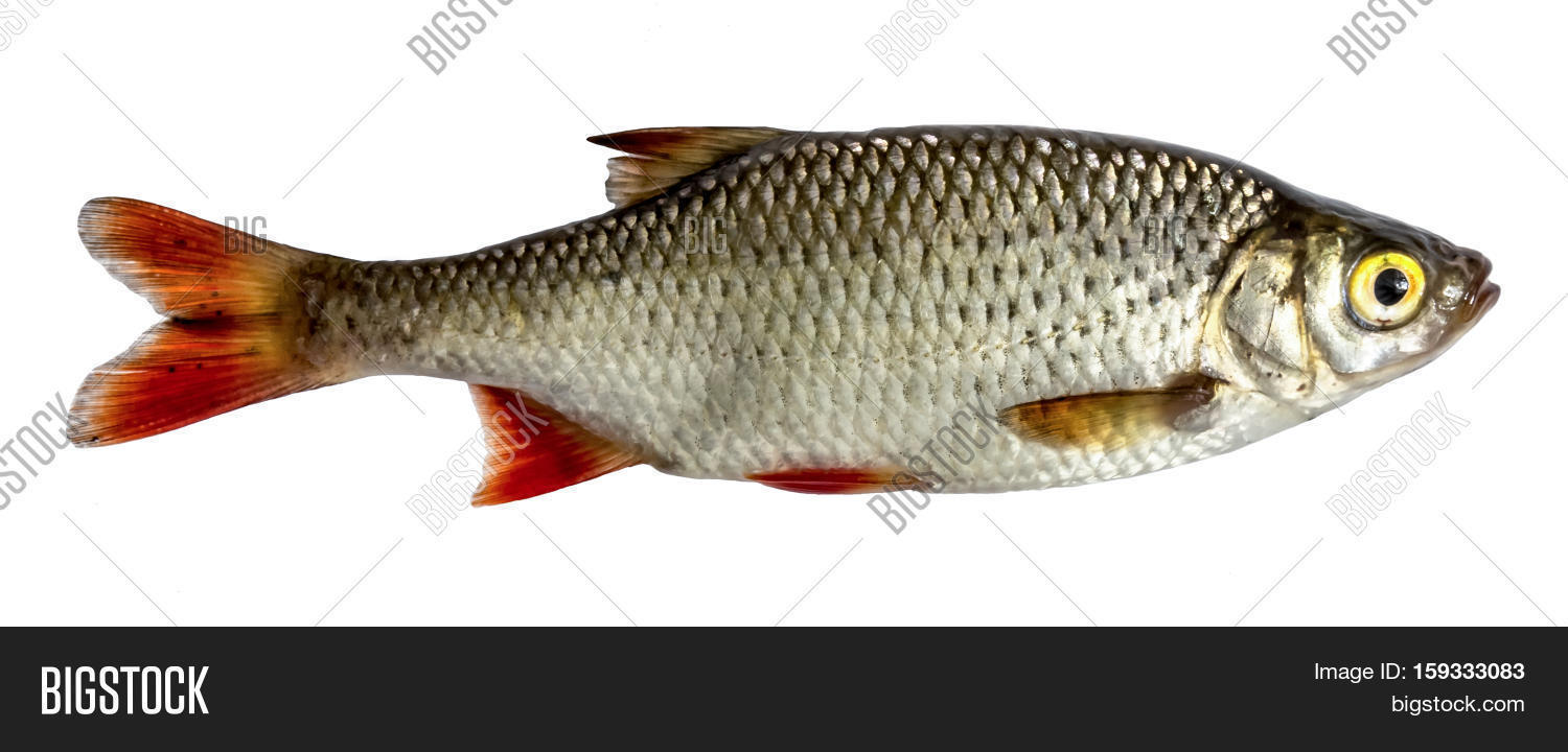 Isolated Rudd Kind Image & Photo (Free Trial) Bigstock