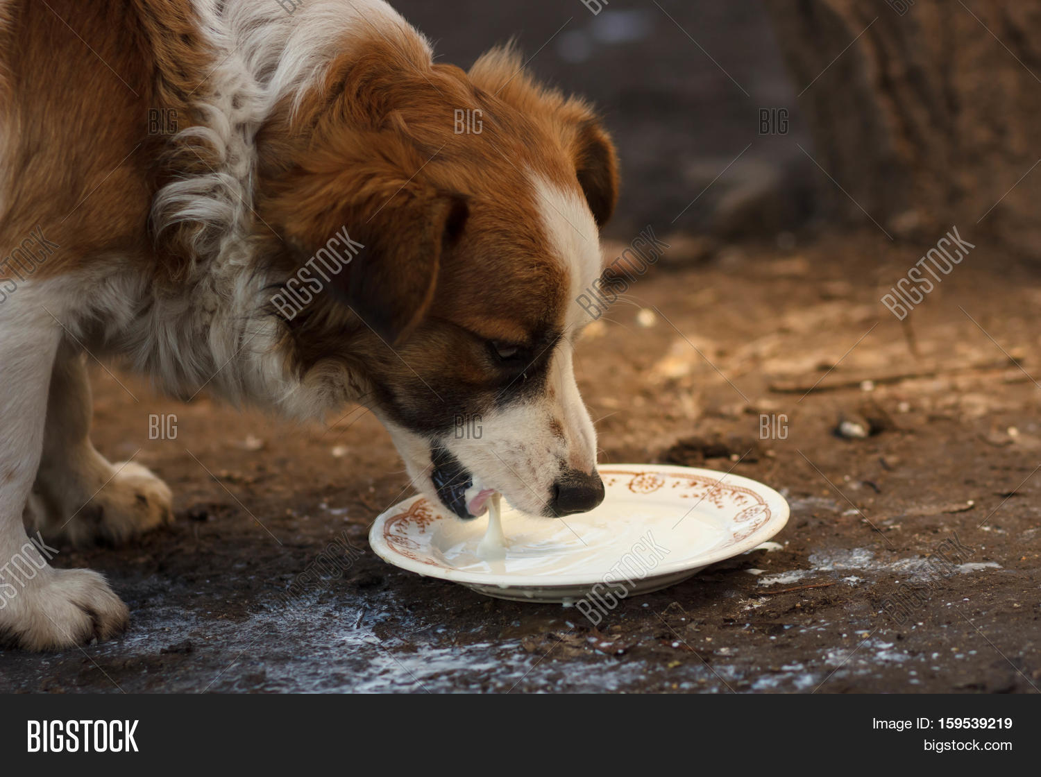 Свежее молоко шустрый щенок. Собака пьет молоко. Собака лакает. Собака пьет молоко. Молоко производители нижегородская область.