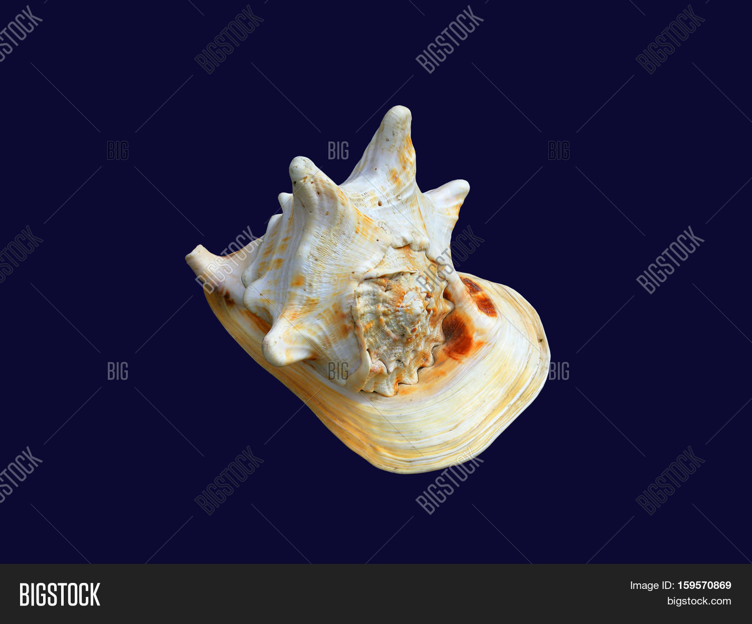 Shell Horned Helmet Image & Photo (Free Trial) | Bigstock