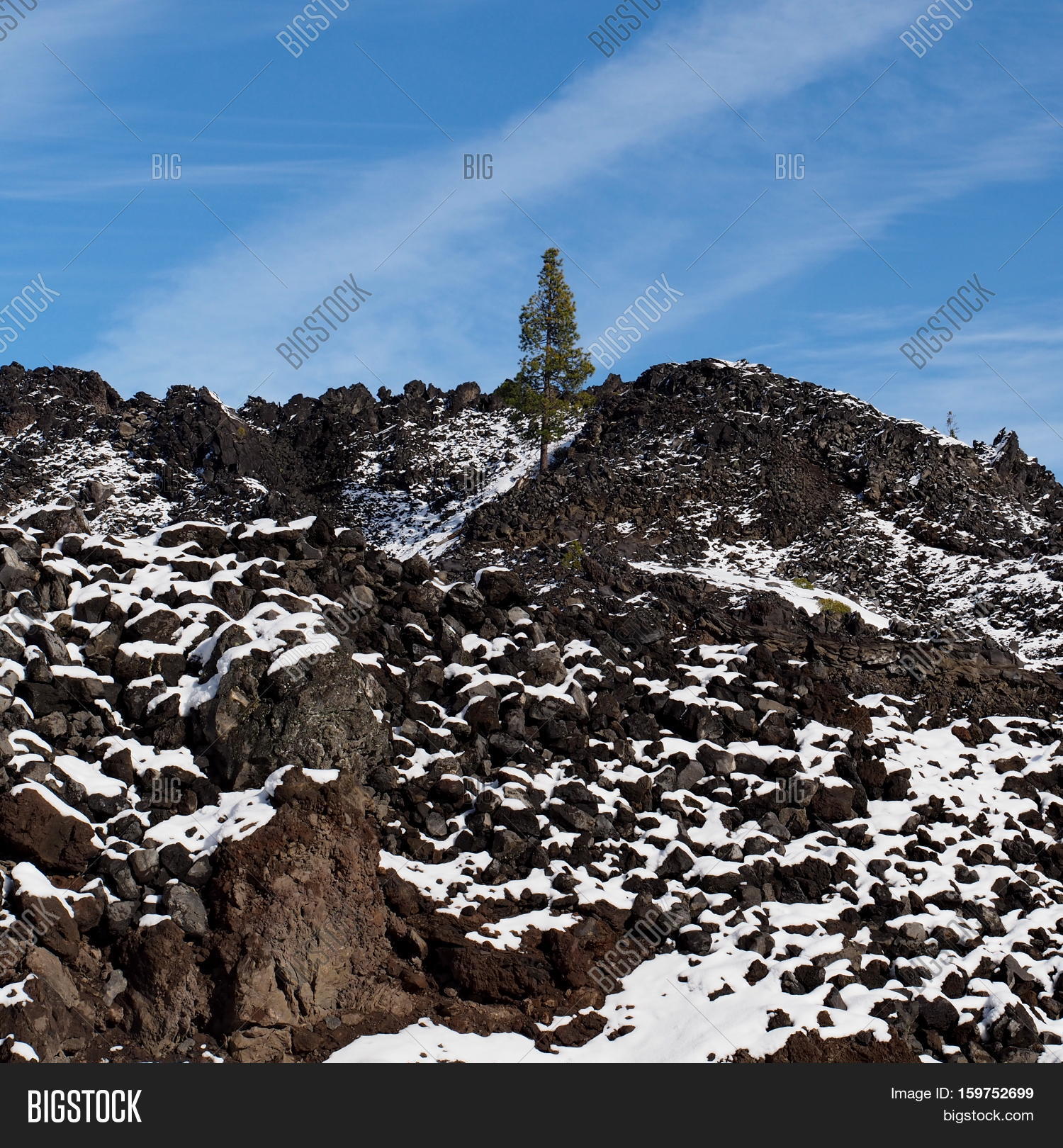 Hardy Pine Tree Grows Image & Photo (Free Trial) Bigstock