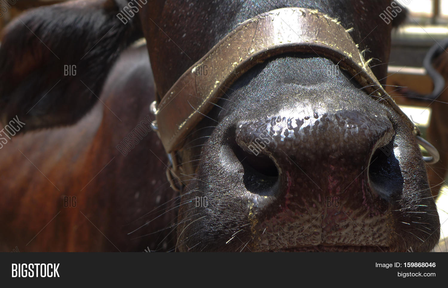 Horse Sweating Nose Image & Photo (Free Trial) Bigstock