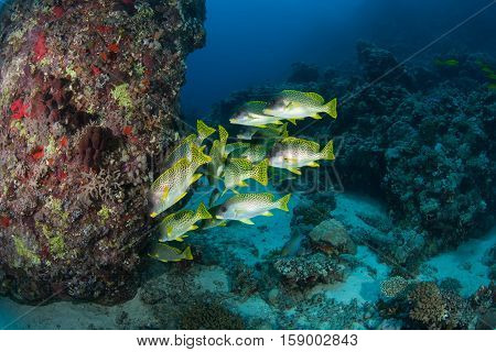 Coral Life Diving Sudan Soudan Red Sea Safari