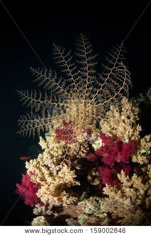 Coral Life Diving Sudan Soudan Red Sea Safari