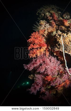 Coral Life Diving Sudan Soudan Red Sea Safari