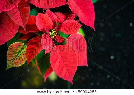 Red Poinsettia flower (Euphorbia pulcherrima) Christmas Star against dark background with copy space