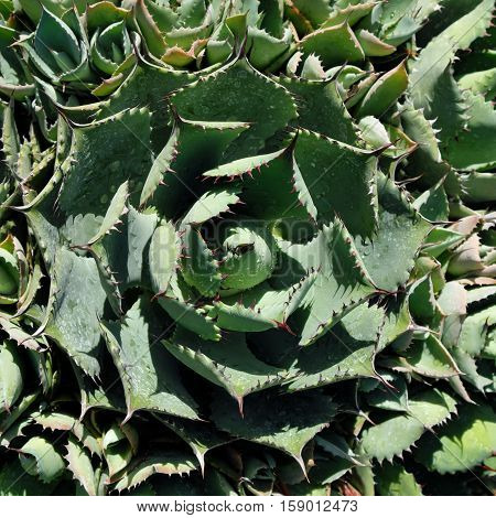Round Cactus Closeup , Agave Cactus Macro