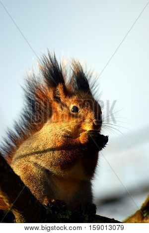 Beautiful Red squirrel is eating in sunlight.