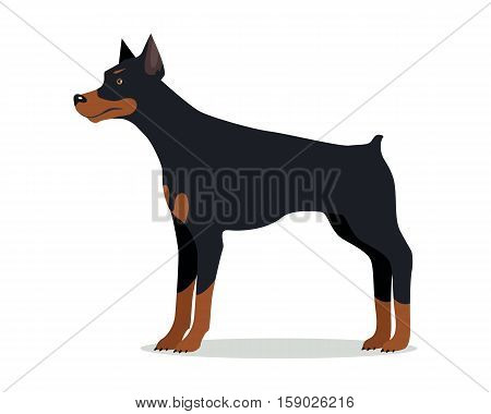Doberman Pinscher, Dobermann, Doberman isolated on white. Dog of medium-large size with square build and short coat. Home pet. Popular compactly built and athletic breed. Series of puppies. Vector