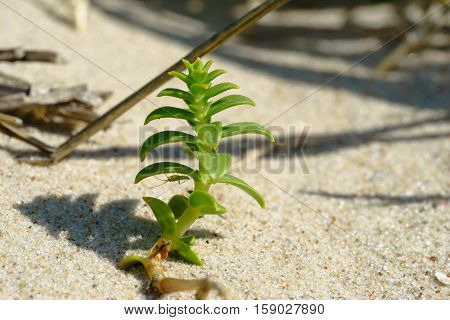sea sandwort Honckenya peploides, with a grasshopper